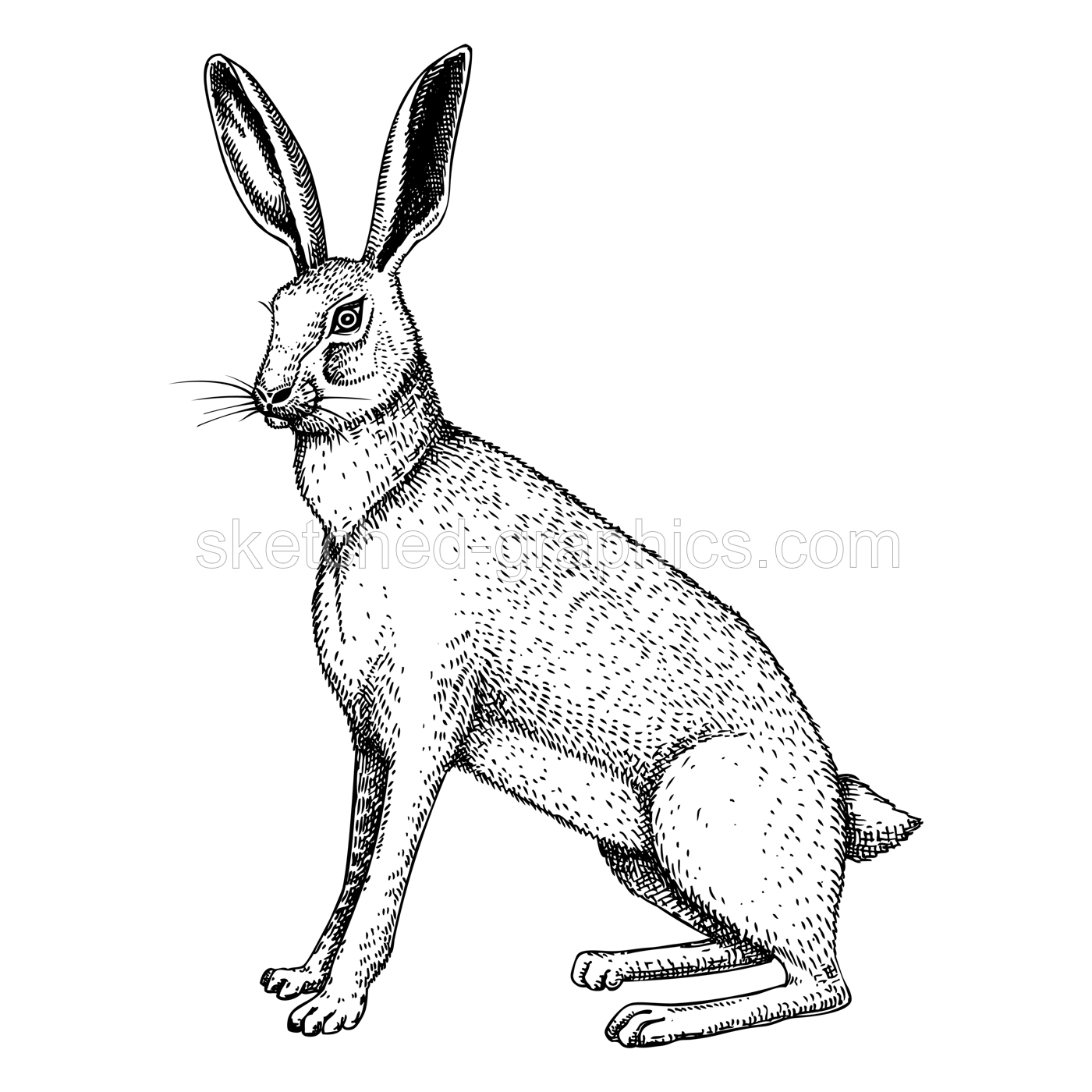 Wild hare illustration. Sitting forest animal with long ears black outline. Cute jack rabbit sketch. Mammal character vector illustration isolated on white background Illustration